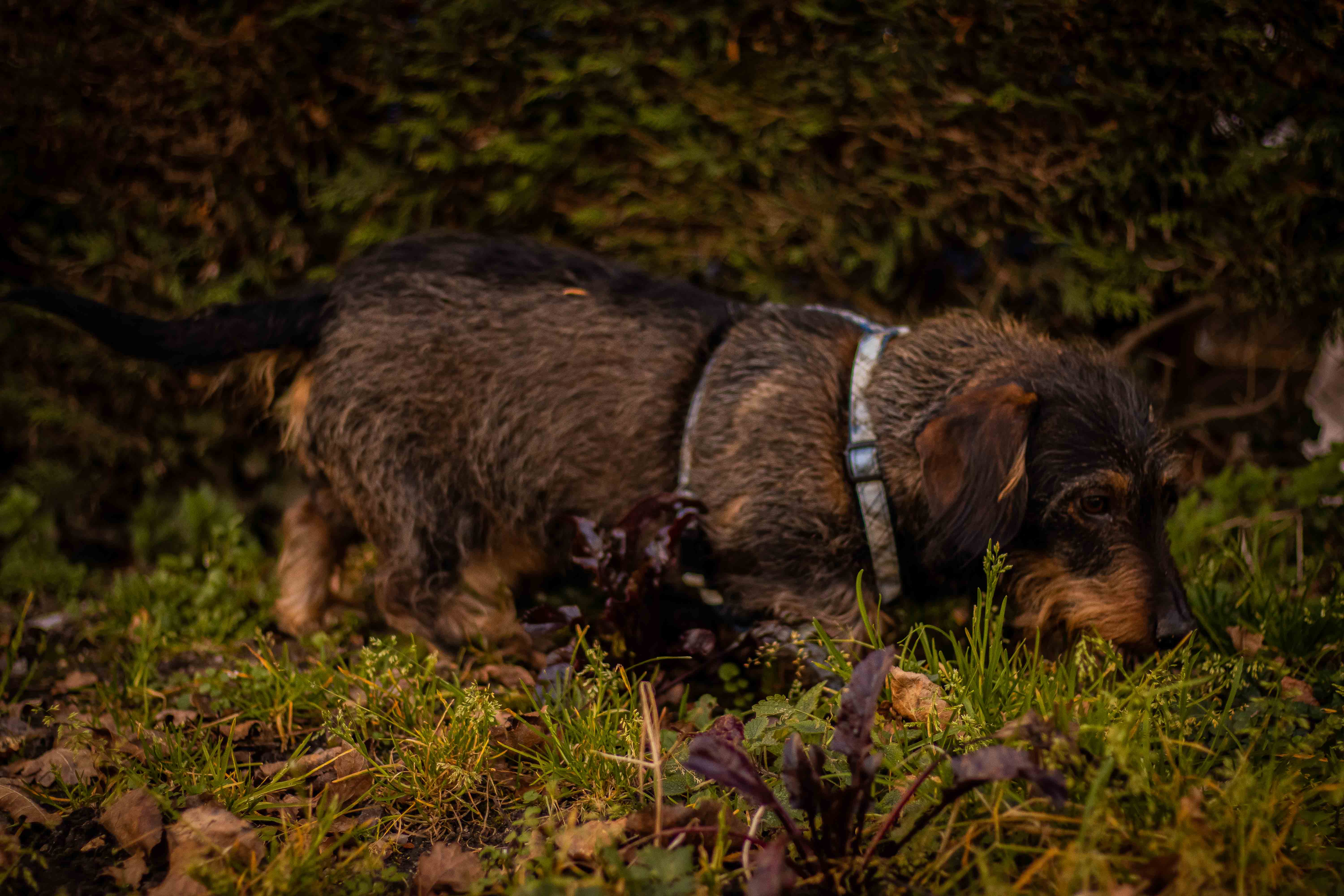 Photo d'un teckel à poil dur dans l'herbe